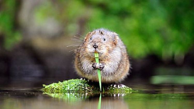 European water vole Water voles wander across 39fragmented39 Scottish habitat BBC News