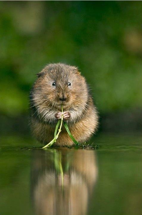 European water vole Water Vole The European water vole or northern water vole is a