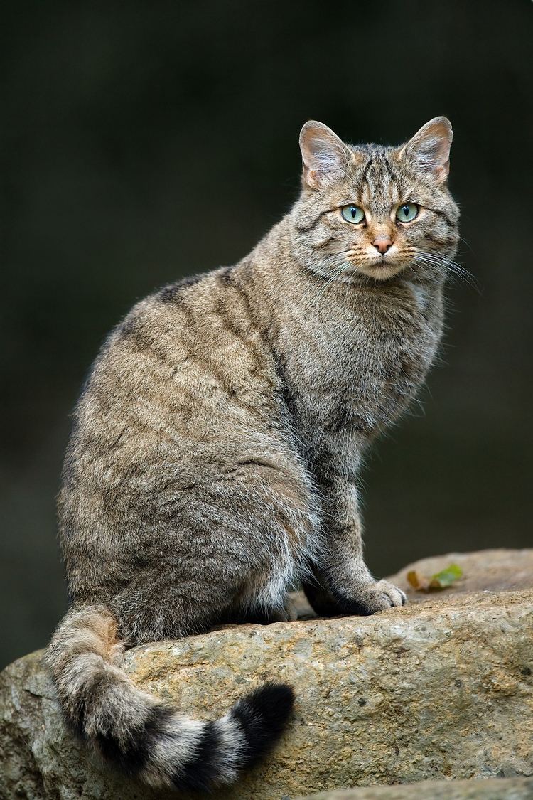 European wildcat European wildcat Wikipedia