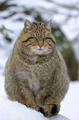 European wildcat European wildcats roberthardingcom blog