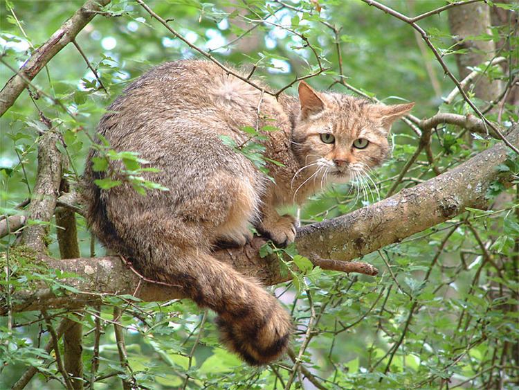 European wildcat European Wildcat Amazing Facts amp Photographs The Wildlife