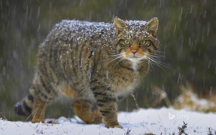 European wildcat european wildcat cat snow nature scotland HD wallpaper