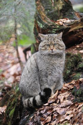 European wildcat bigcatswildcatscomwpcontentuploads201205sma