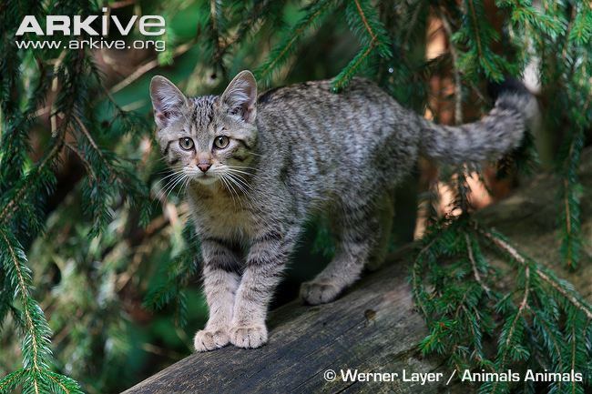 European wildcat Wildcat photo Felis silvestris G93758 ARKive