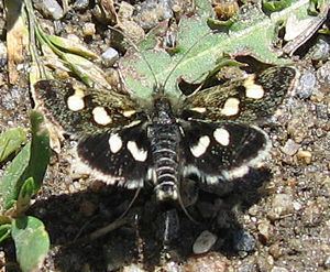 Eurrhypis pollinalis httpsuploadwikimediaorgwikipediacommonsthu