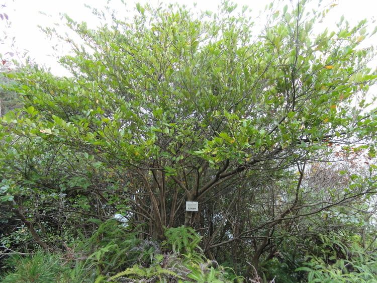 Eurya japonica FileEurya japonica Miyajima Natural Botanical Garden DSC02317