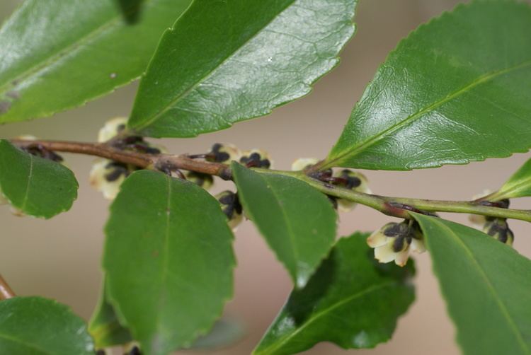 Eurya japonica FileEurya japonica AJPG Wikimedia Commons