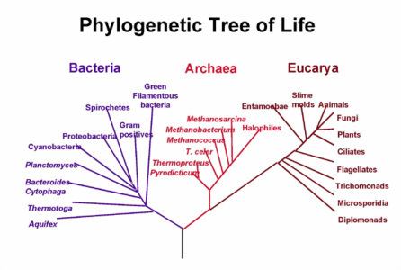 Euryarchaeota Technological Advances Archaea A Study of Procaryotes