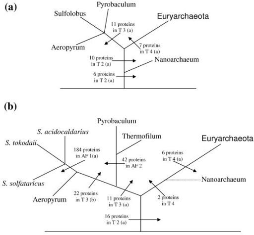 Euryarchaeota Interpretive diagrams showing the suggested evolutionar Openi