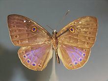 Eurybia (butterfly) httpsuploadwikimediaorgwikipediacommonsthu