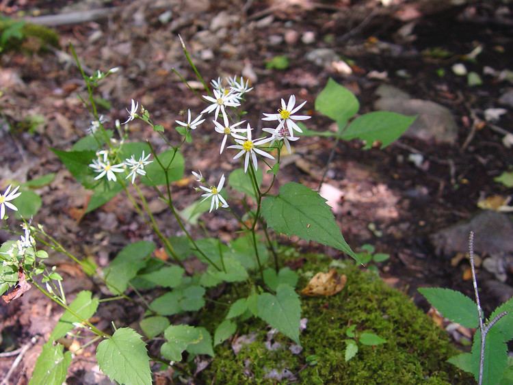 Eurybia divaricata Eurybia divaricata white woodaster Go Botany