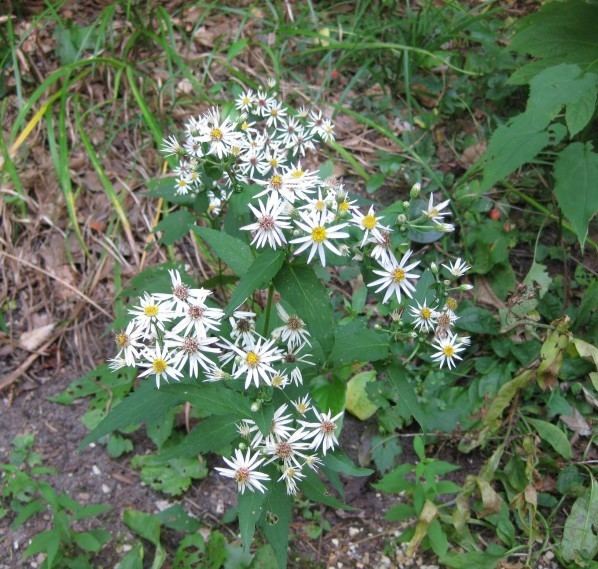 Eurybia divaricata Plants North Carolina Native Plant Society