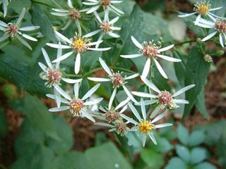 Eurybia divaricata Eurybia divaricata White wood aster NPIN