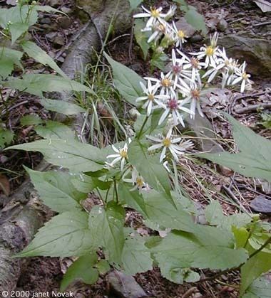 Eurybia divaricata httpswwwctbotanicalsocietyorgimgpicseeu