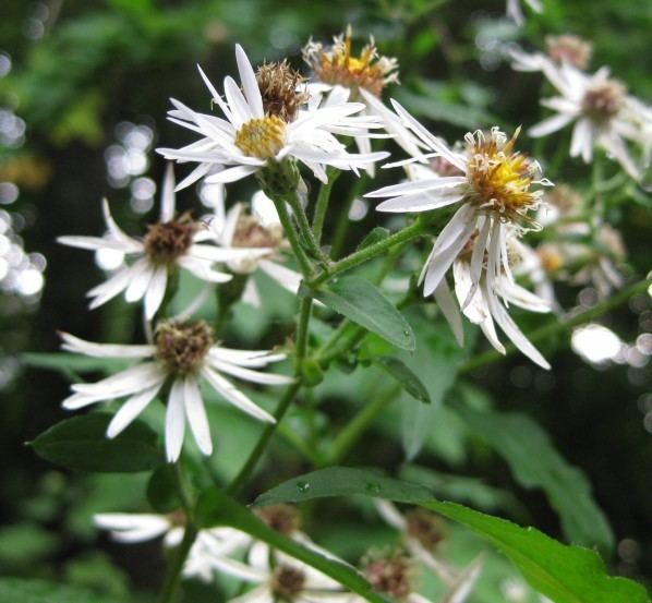 Eurybia divaricata Plants North Carolina Native Plant Society