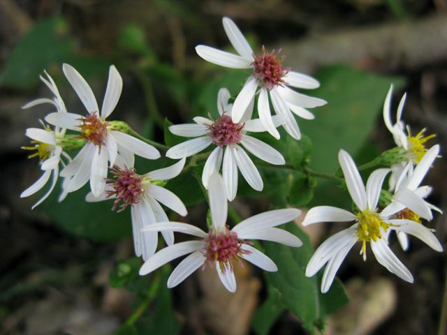 Eurybia divaricata Eurybia divaricata JerseyFriendly Yards