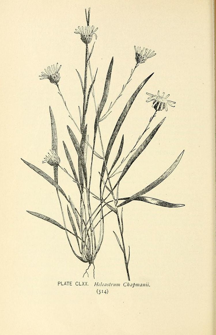 Eurybia eryngiifolia