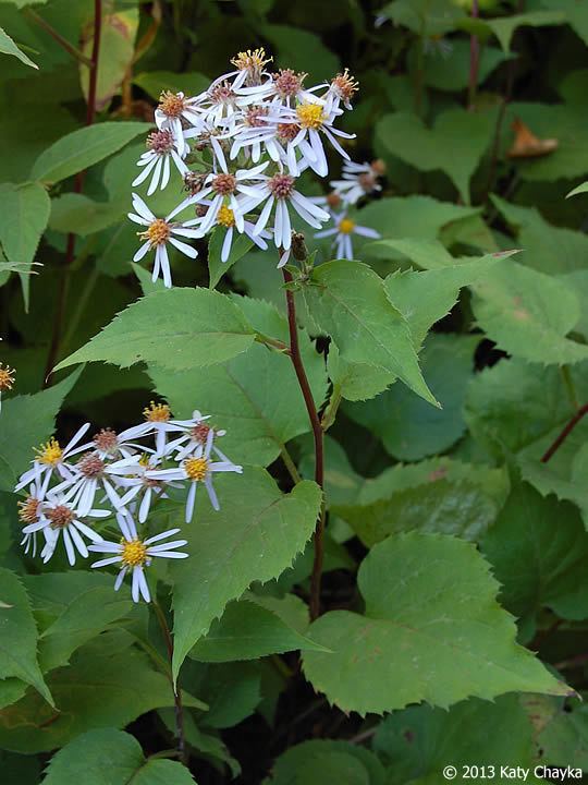 Eurybia macrophylla Eurybia macrophylla Largeleaved Aster Minnesota Wildflowers