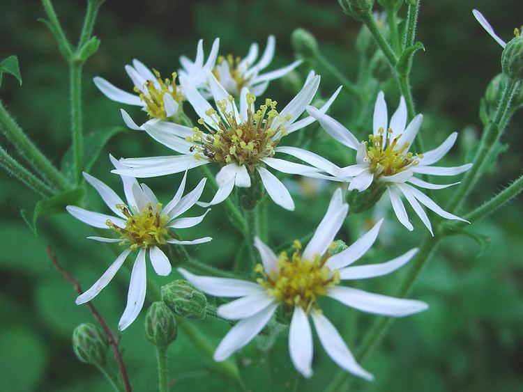 Eurybia macrophylla Eurybia macrophylla largeleaved woodaster Go Botany