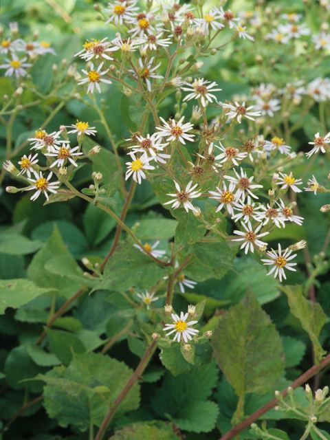 Eurybia macrophylla Eurybia macrophylla Bigleaf aster NPIN