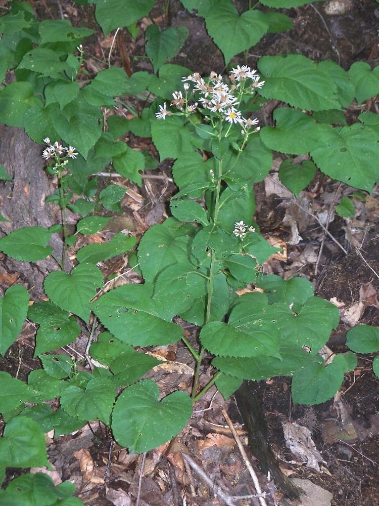 Eurybia macrophylla Eurybia macrophylla largeleaved woodaster Go Botany