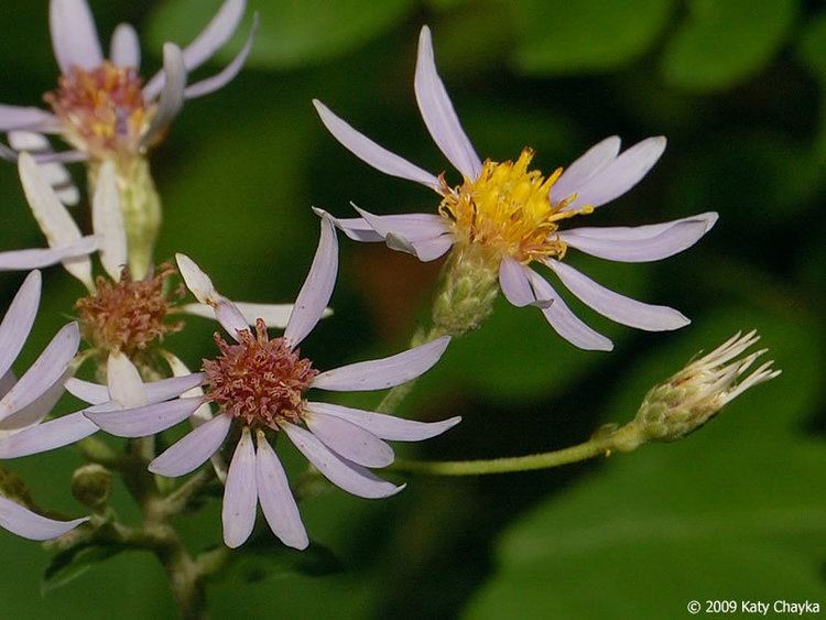 Eurybia macrophylla Eurybia macrophylla Largeleaved Aster Minnesota Wildflowers