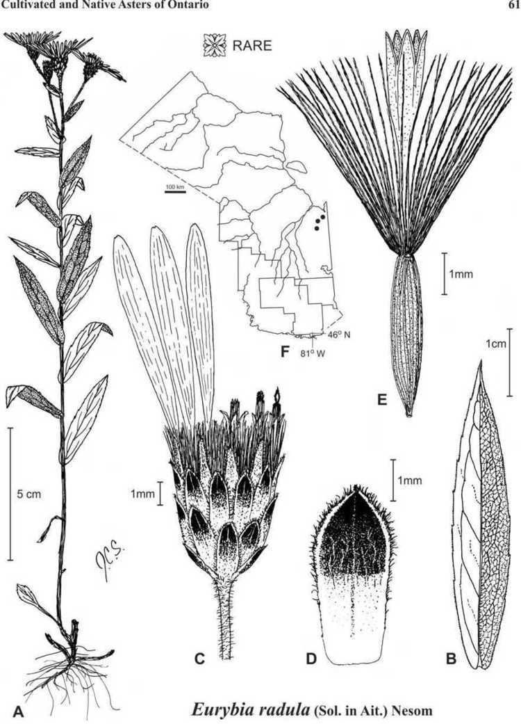 Eurybia radula httpsuwaterloocaastereaelabsitescaasterea