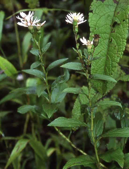 Eurybia saxicastelli httpsuwaterloocaastereaelabsitescaasterea