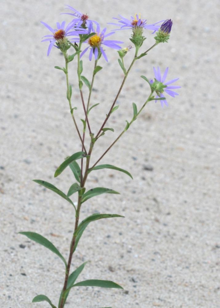 Eurybia spectabilis Eurybia spectabilis purple woodaster Go Botany