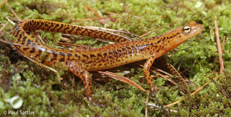 Eurycea longicauda Longtail Salamander