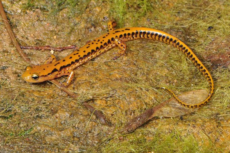 Eurycea longicauda Longtail Salamander Eurycea longicauda