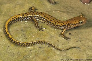 Eurycea longicauda Eurycea longicauda Threelined salamander Discover Life
