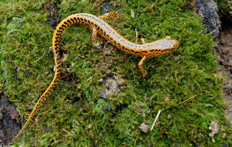 Eurycea longicauda CalPhotos Eurycea longicauda longicauda Longtailed Salamander
