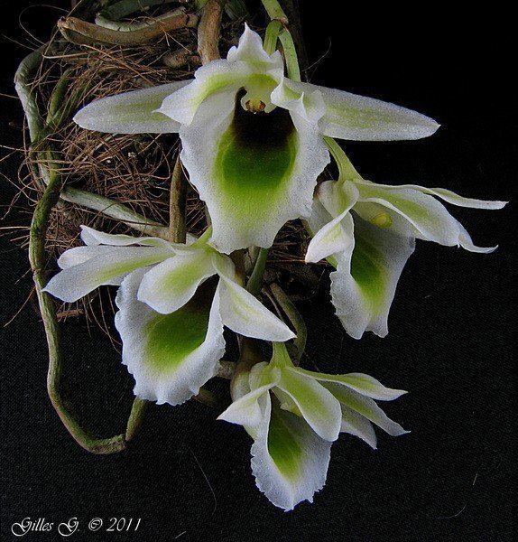 Eurychone rothschildiana Eurychone rothschildiana Orchids Forum