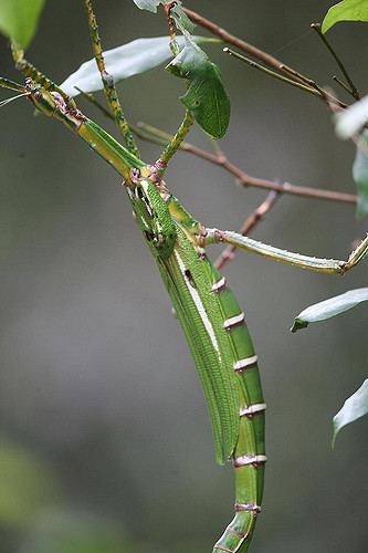 Eurycnema goliath Goliath Stick Insect Eurycnema goliath Iluka Forest Res Flickr