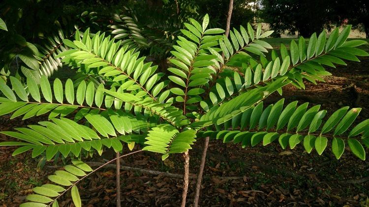 Eurycoma longifolia FileTongkat Ali Eurycoma longifolia 1jpg Wikimedia Commons