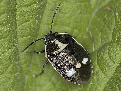 Eurydema Pentatomidae Eurydema oleracea