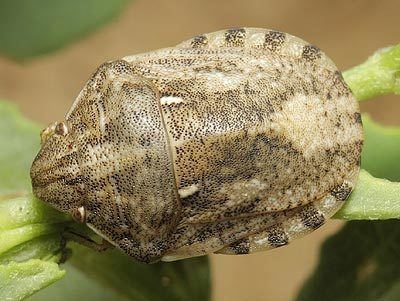 Eurygaster Scutelleridae Eurygaster maura