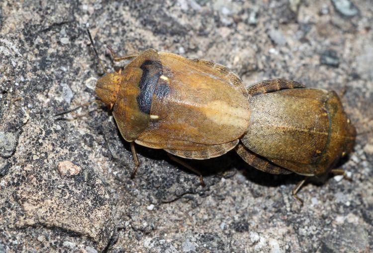 Eurygaster Eurygaster testudinaria turtle bug