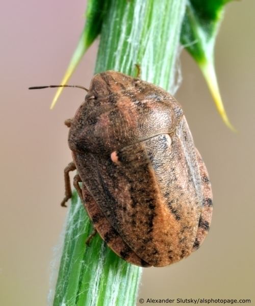 Eurygaster integriceps Eurygaster integriceps Alsphotopage