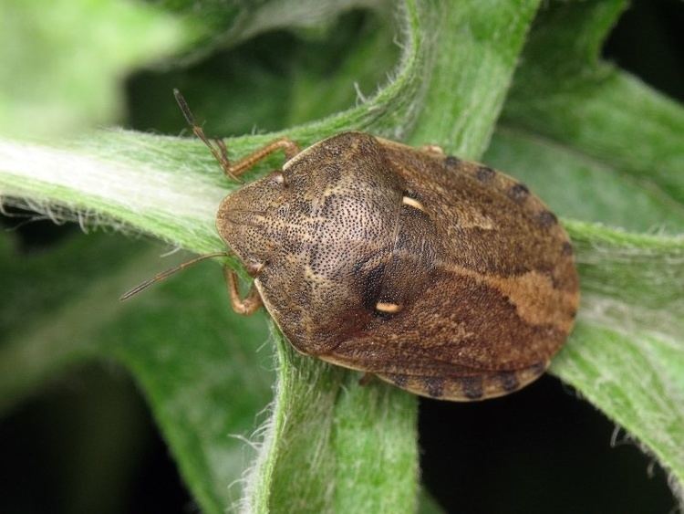 Eurygaster integriceps Eurygaster integriceps