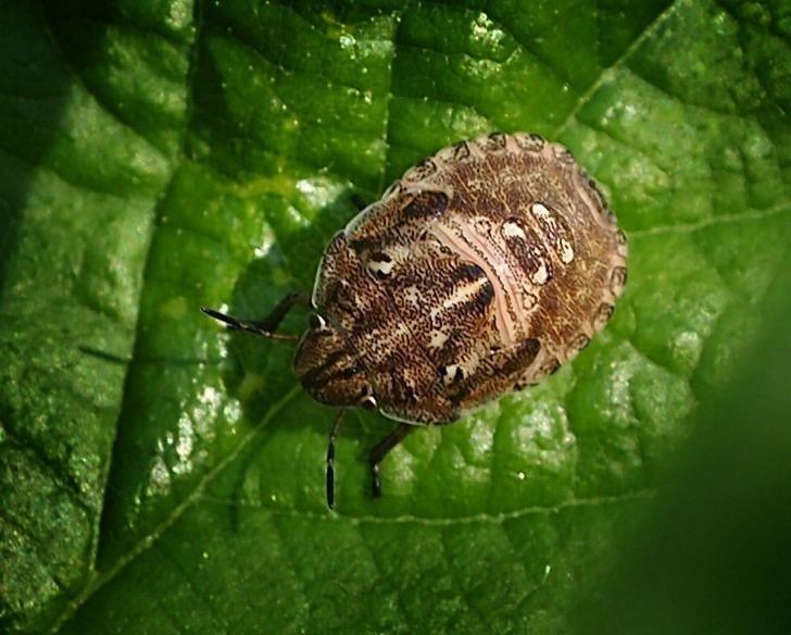 Eurygaster testudinaria Eurygaster testudinaria turtle bug