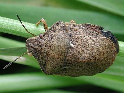 Eurygaster testudinaria Scutelleridae Eurygaster testudinaria