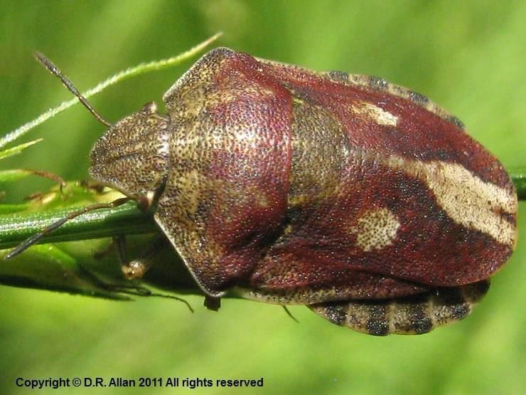 Eurygaster testudinaria Debs Web wildlife Eurygaster testudinaria Tortoise Shieldbug