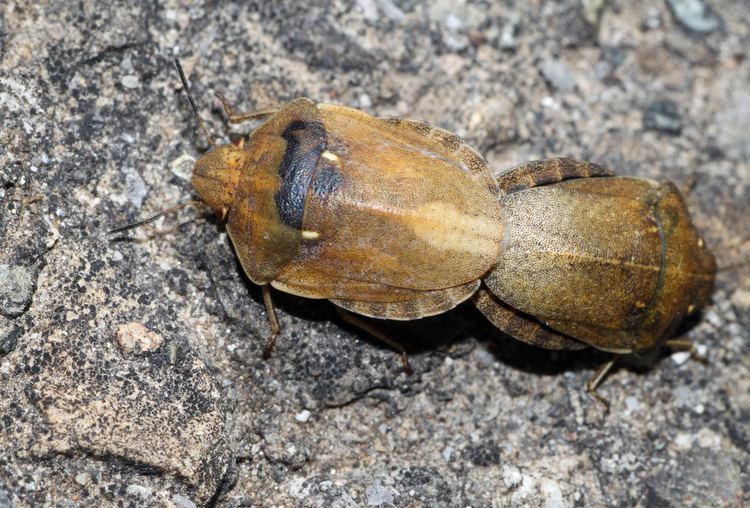 Eurygaster testudinaria Eurygaster testudinaria turtle bug