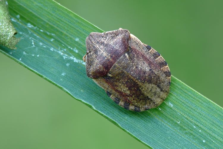 Eurygaster testudinaria FileEurygaster testudinaria LTJPG Wikimedia Commons