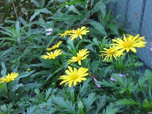Euryops chrysanthemoides Euryops chrysanthemoides Planting growing and propagating