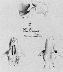 Euryoryzomys russatus httpsuploadwikimediaorgwikipediacommonsthu