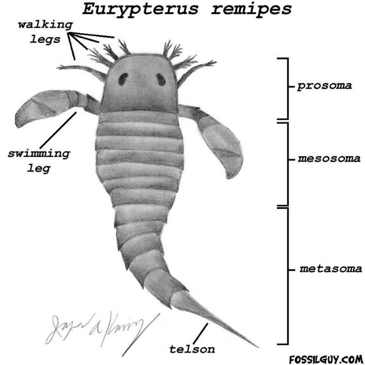 Eurypterid Eurypterid fossils Sea Scorpions Facts Information and Fossil