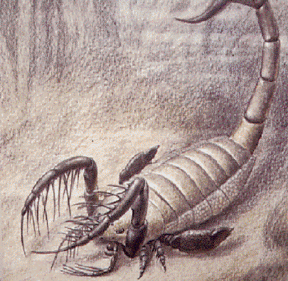 Eurypterid Eurypterida